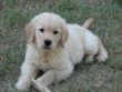 Aurora Golden Retrievers